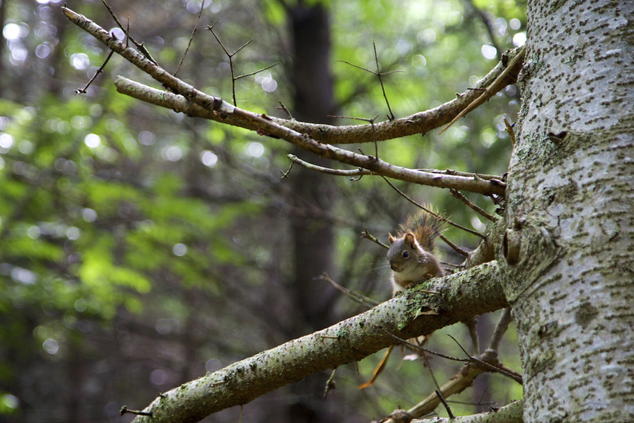 Tree Squirrel at Owls Head